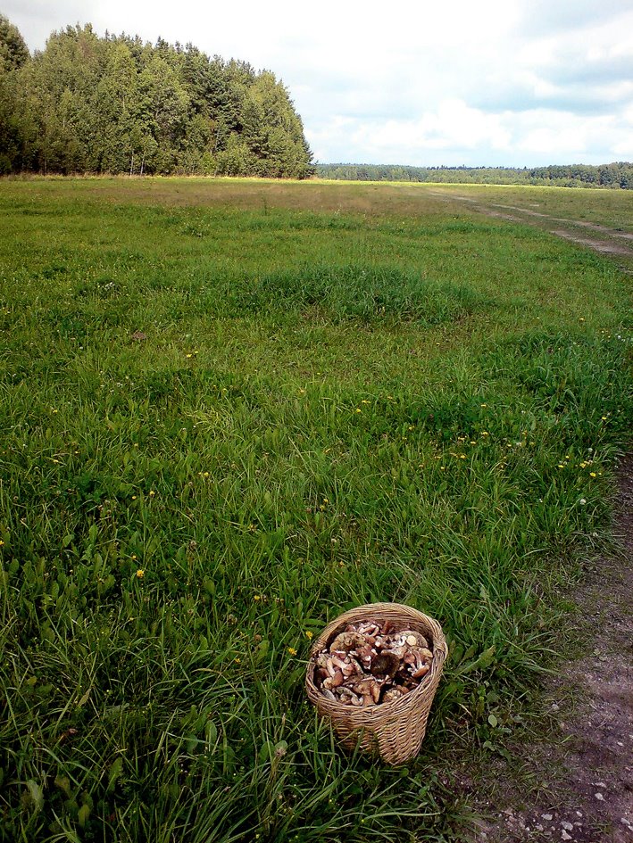 Грибной лес