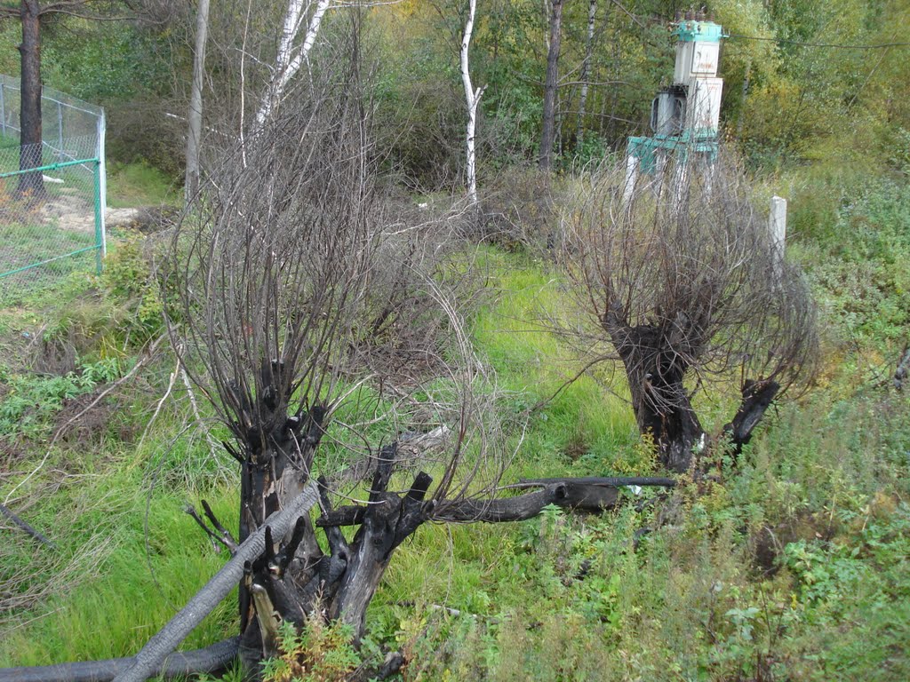 Закудрявились
