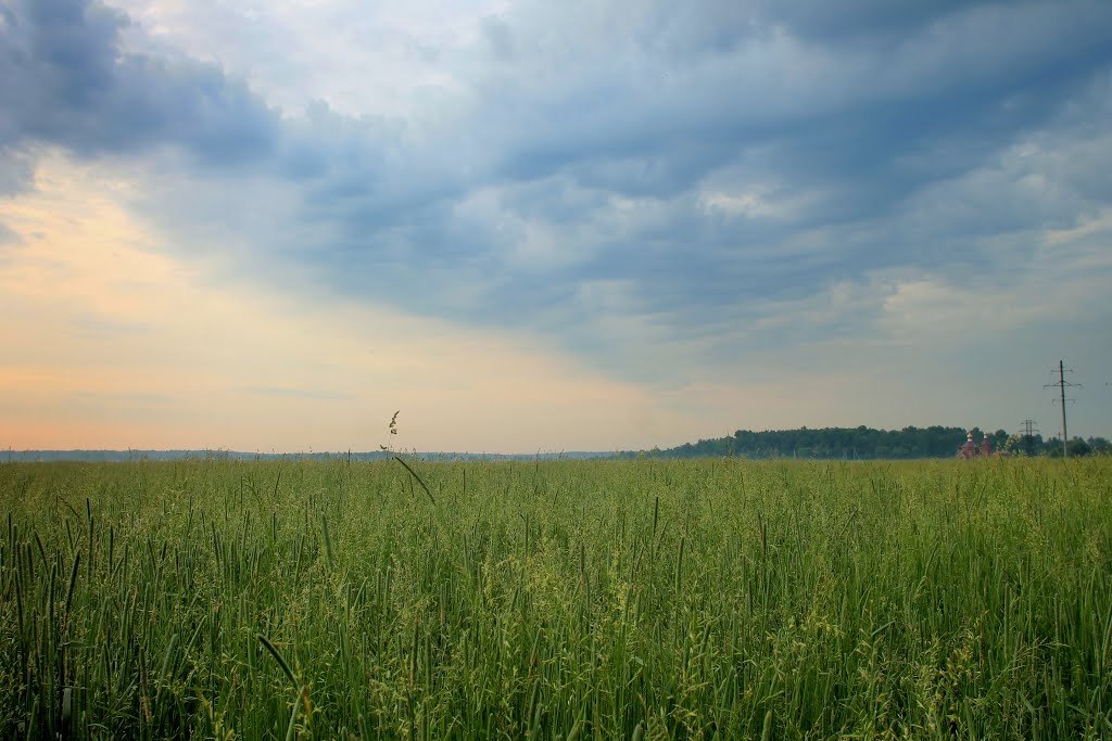 Morning in the Field