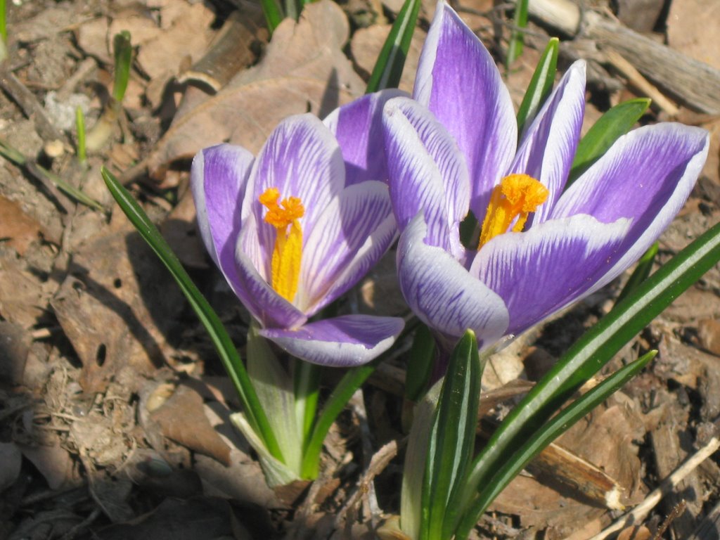Croсus
