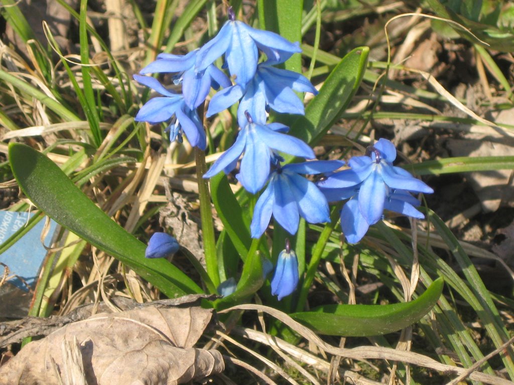 Spring greetings