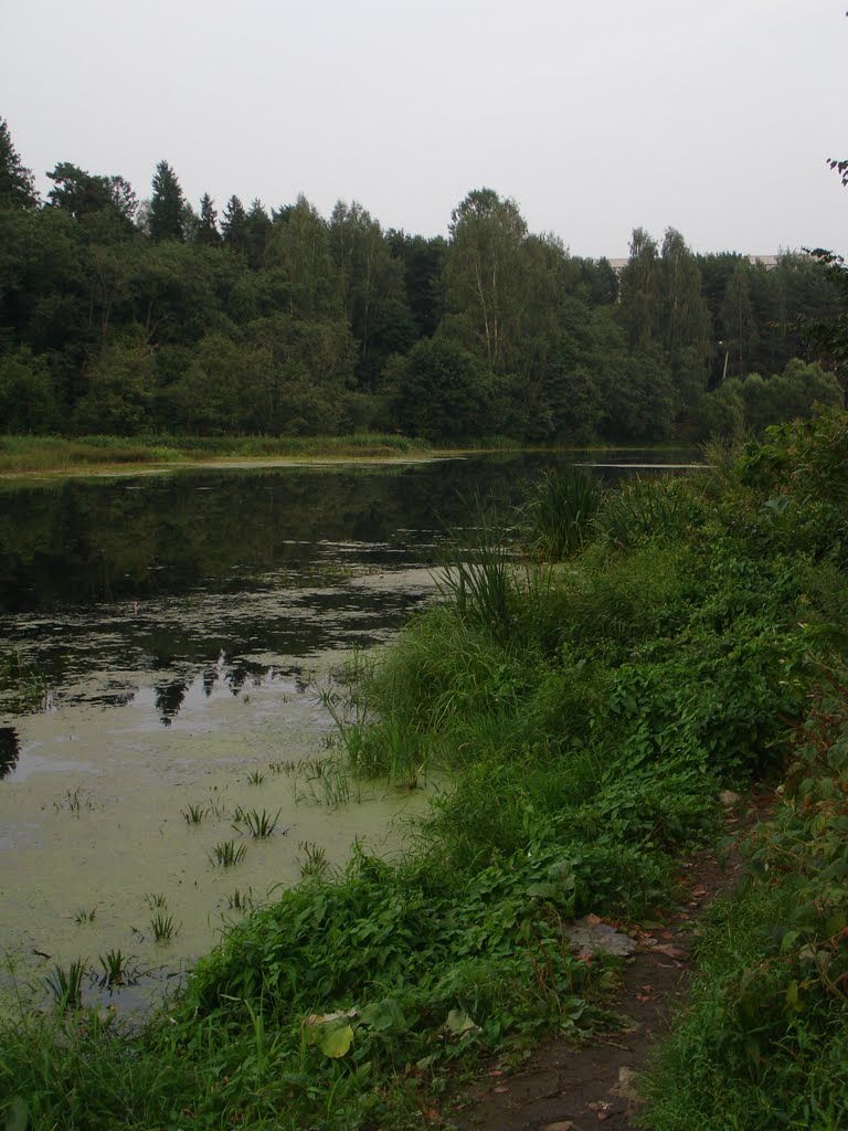 Пруд в Голицино