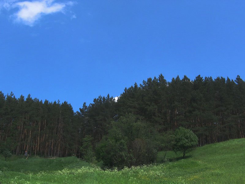 Dedovsk forest. 13/06/2009.