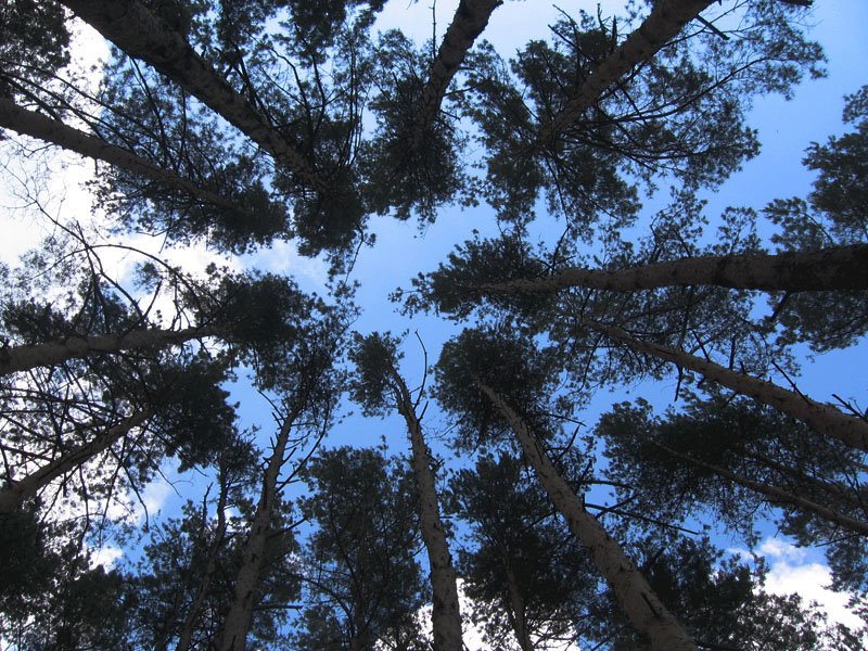 Dedovsk forest. 13/06/2009.