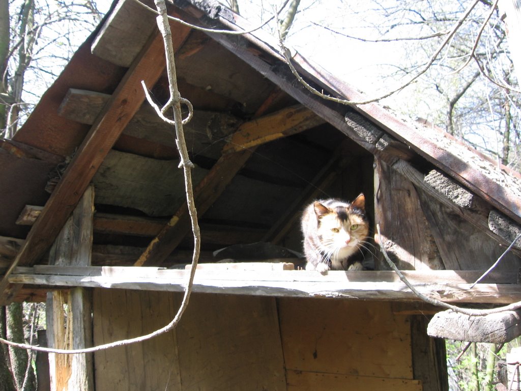 Кошкин дом.