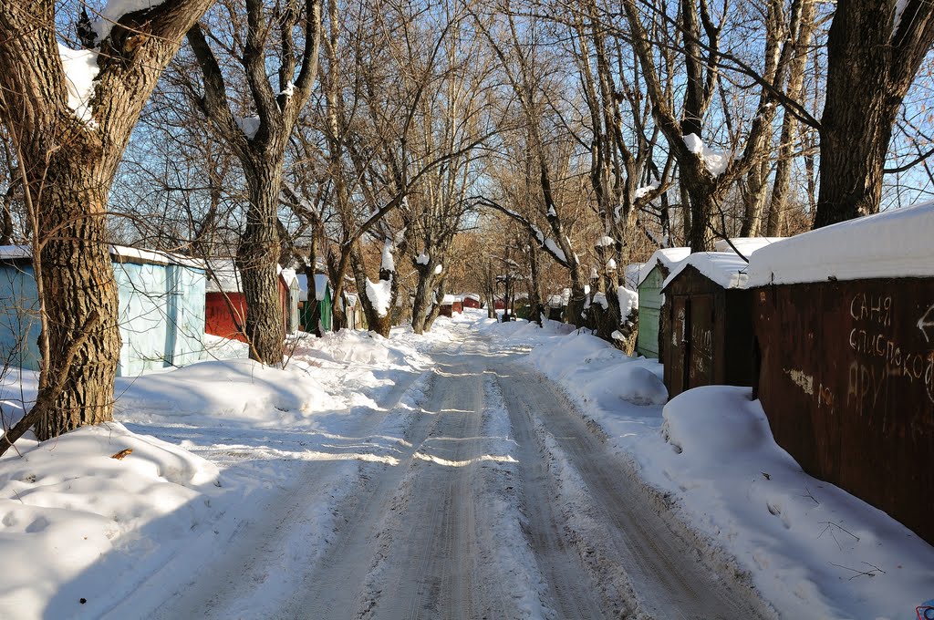 Остатки аллеи парка усадьбы Мысово