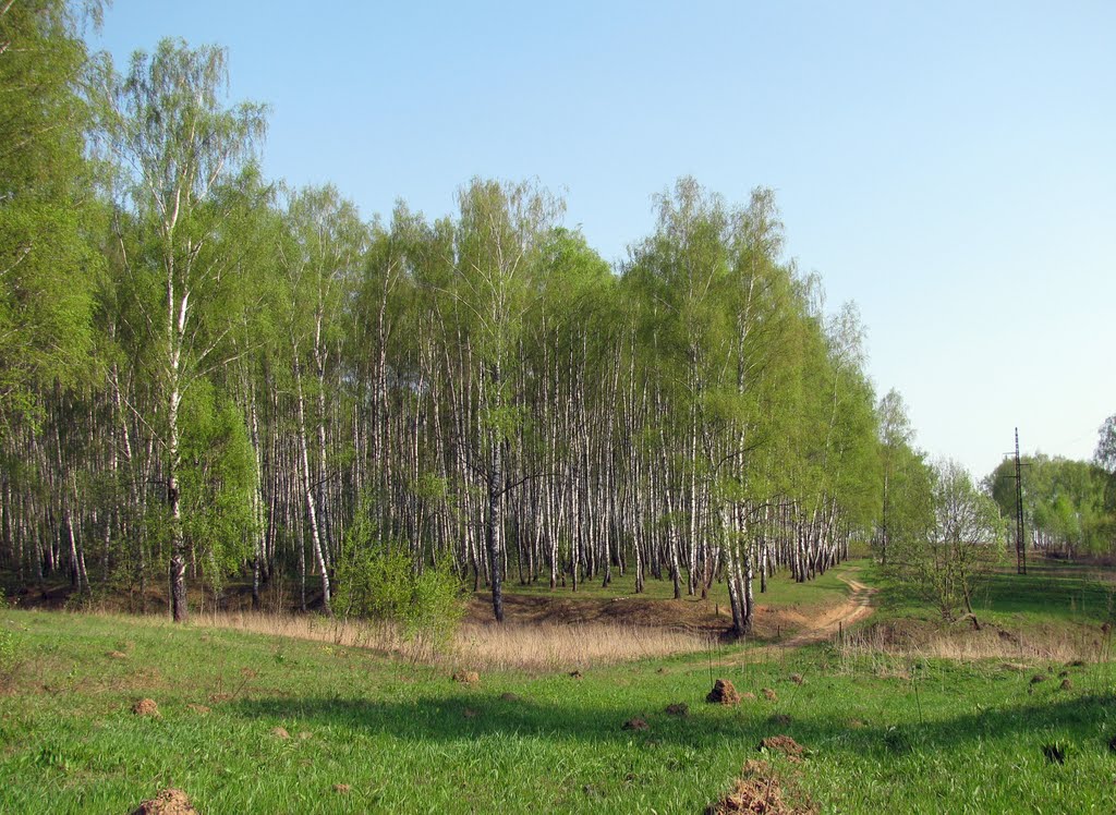 Дорога в лесу