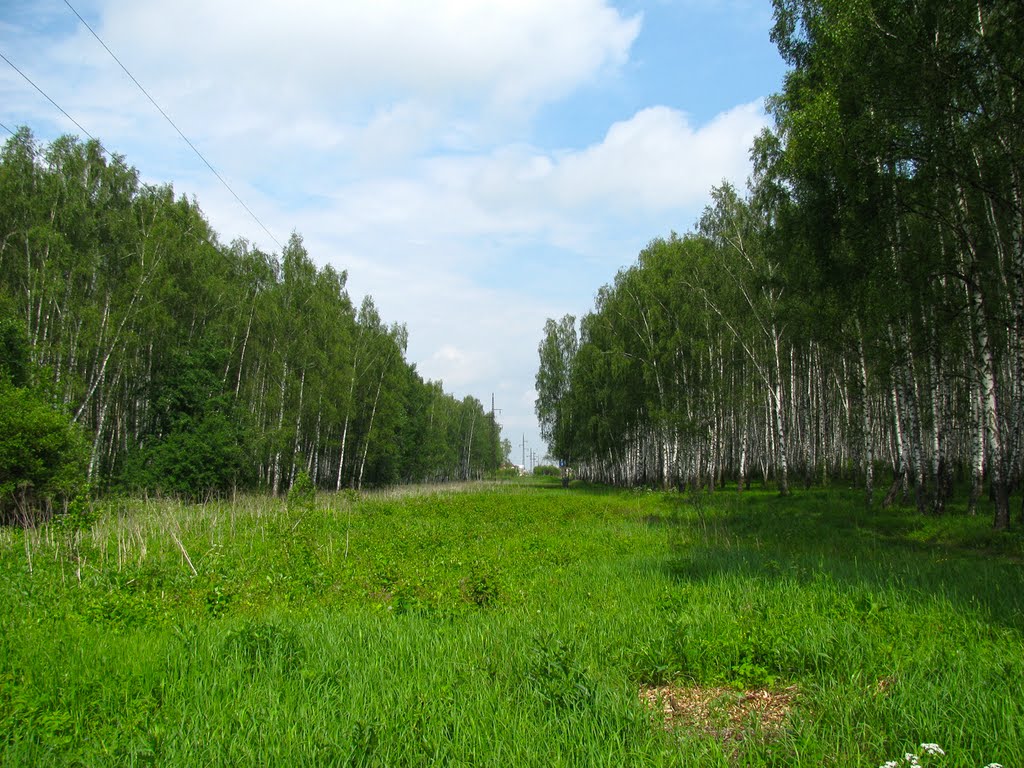 Просека