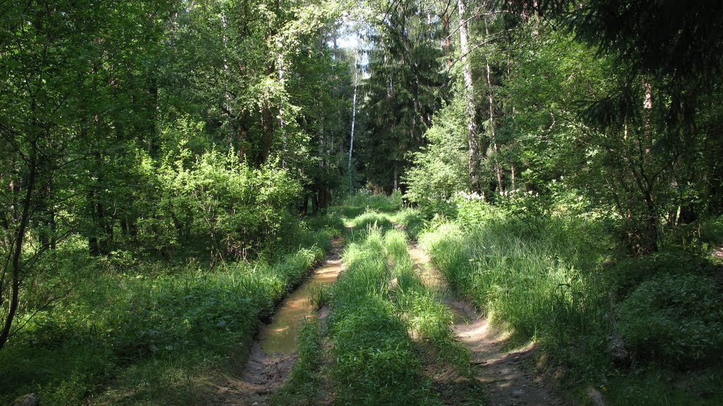 Велопрогулка в лесу