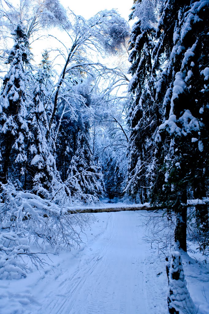 лыжня