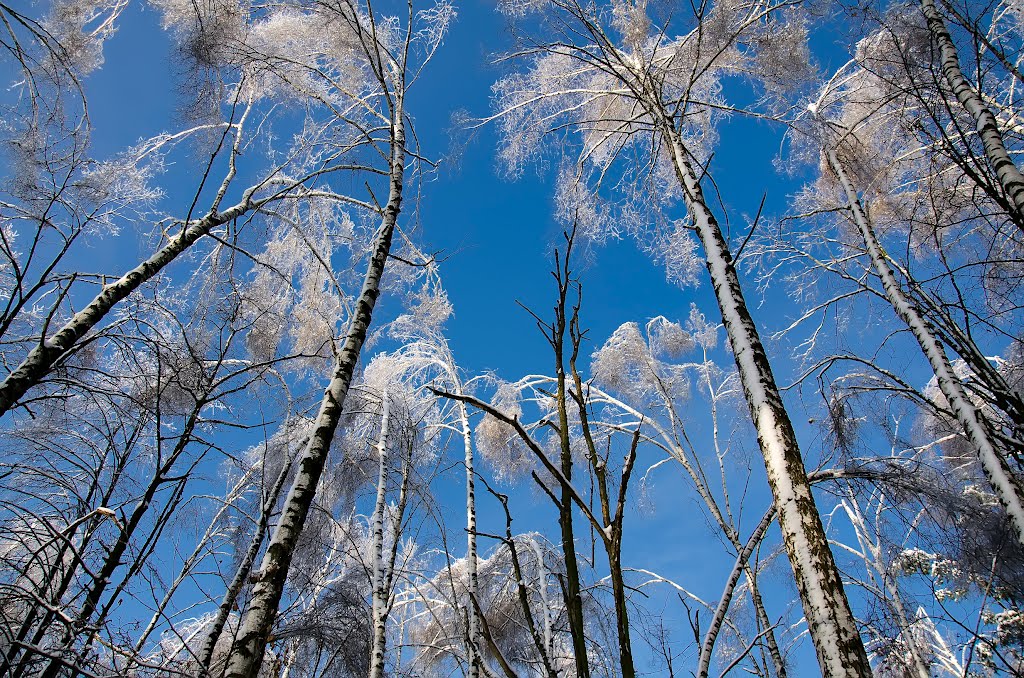 Деревья одетые в зиму - Trees dressed at winter