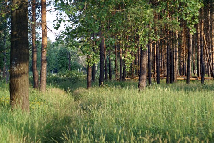Summer edge of a forest