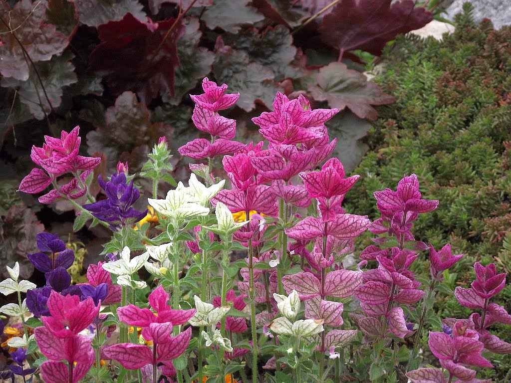 Salvia horminum