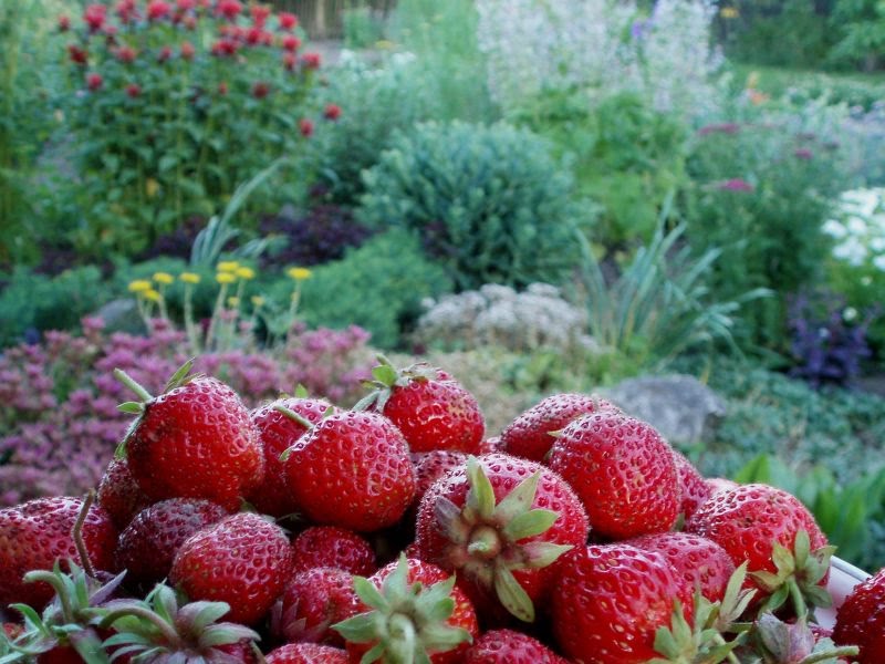 Zhilevo"s Strawberry Mountain