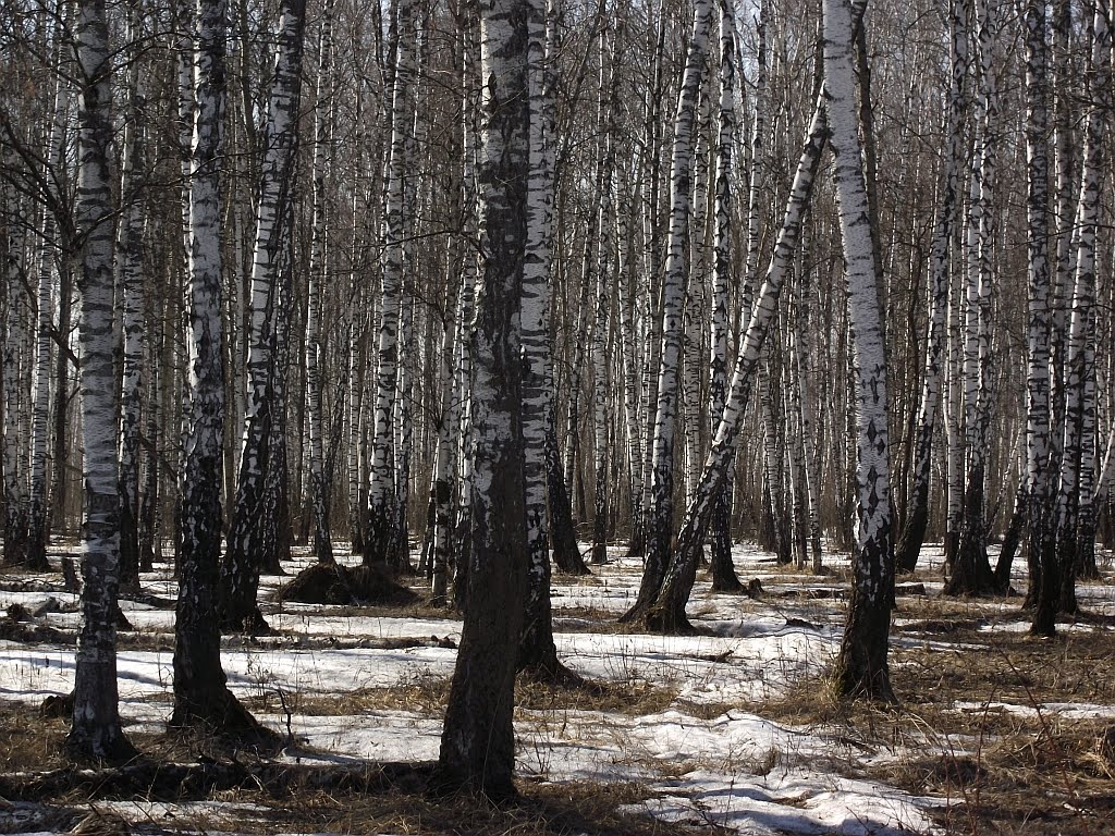 Берёзки