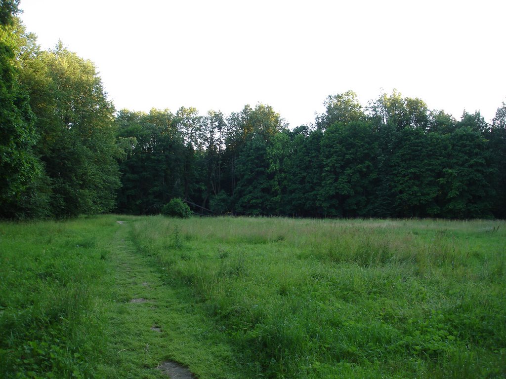 Полянка в лесу