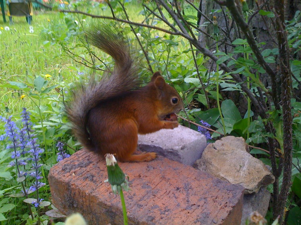 Squirrel