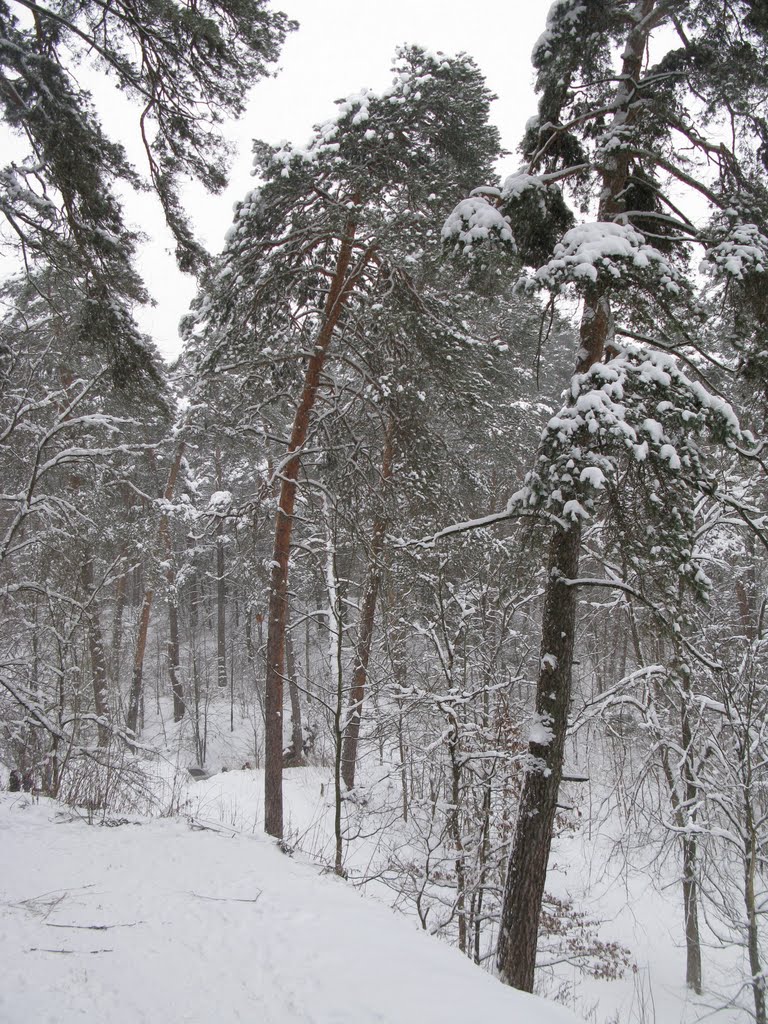 Winter forest 2