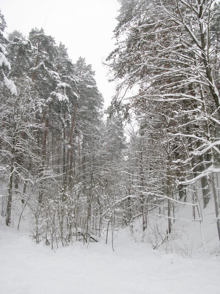 Winter forest 3