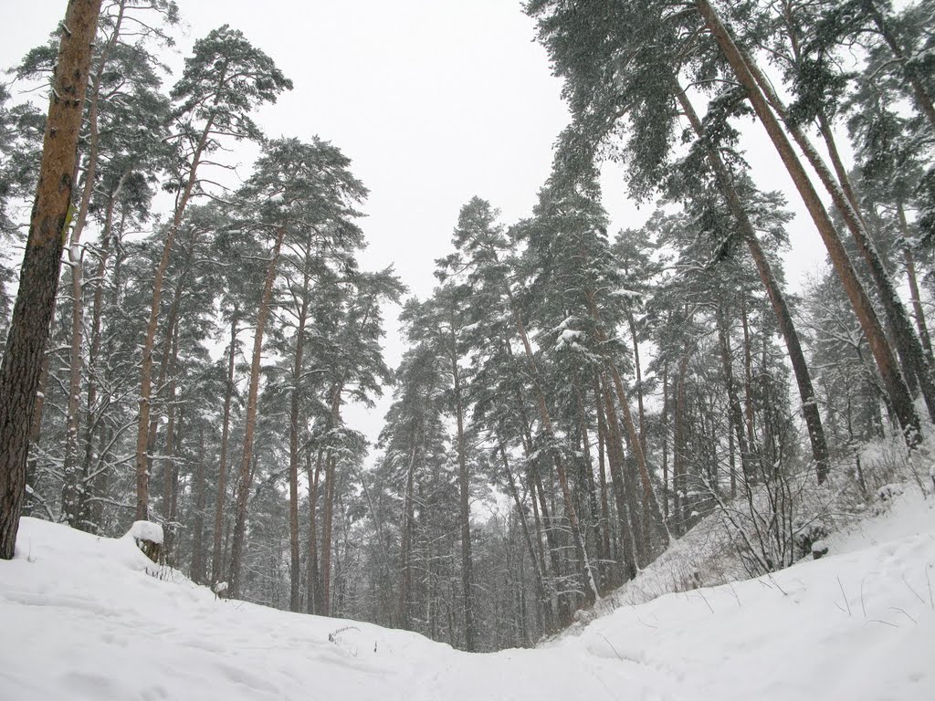 Winter forest 4