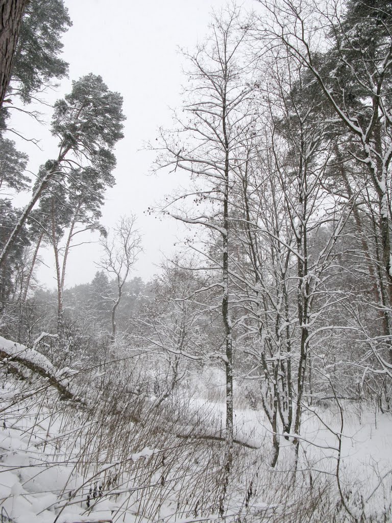 Winter forest 5