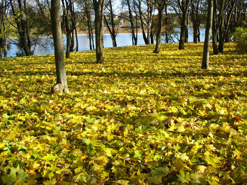 На ковре из желтых листьев ... / Carpet of maple leaves