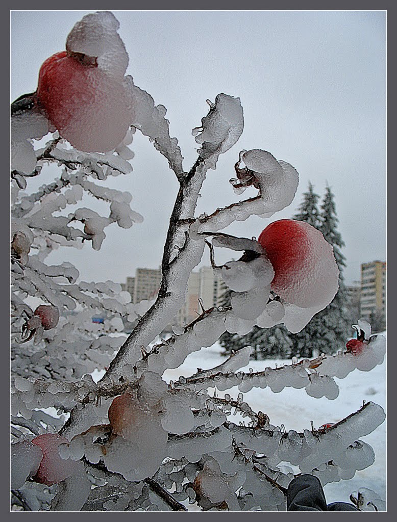 Шиповник - dogrose