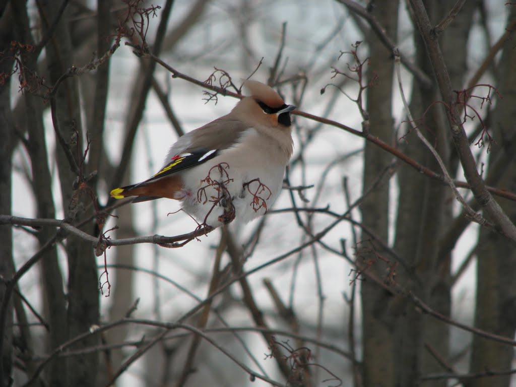 СВИРИСТЕЛЬ / WAXWINGS