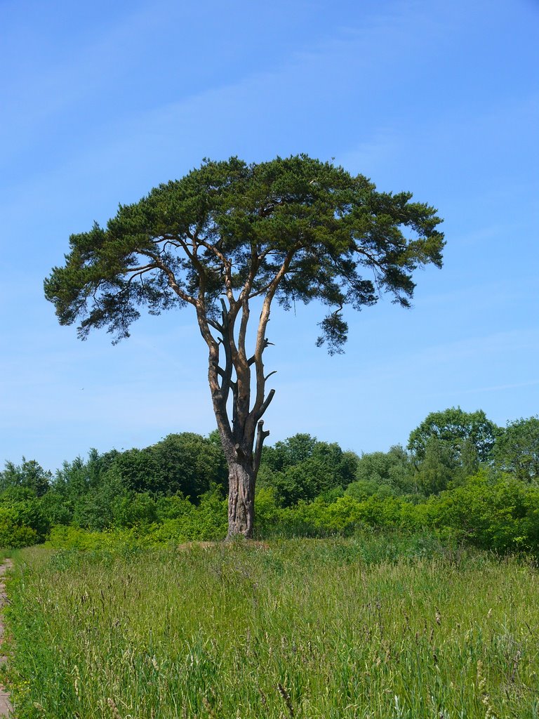 г. Зеленоград, одинокая сосна. Zelenograd. Lonely pine.