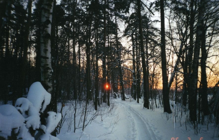 Лыжня в лесу