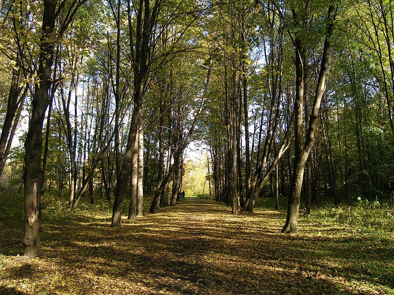 Аллея в парке