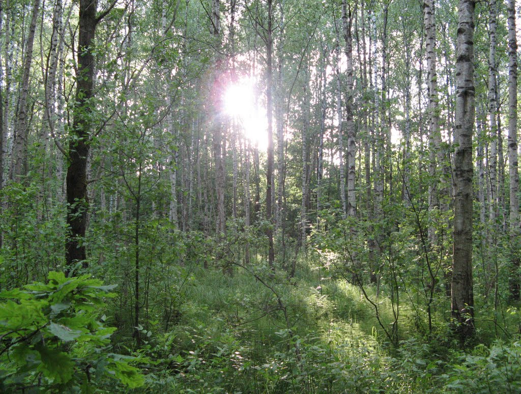 Вечерний лес (Evening wood)