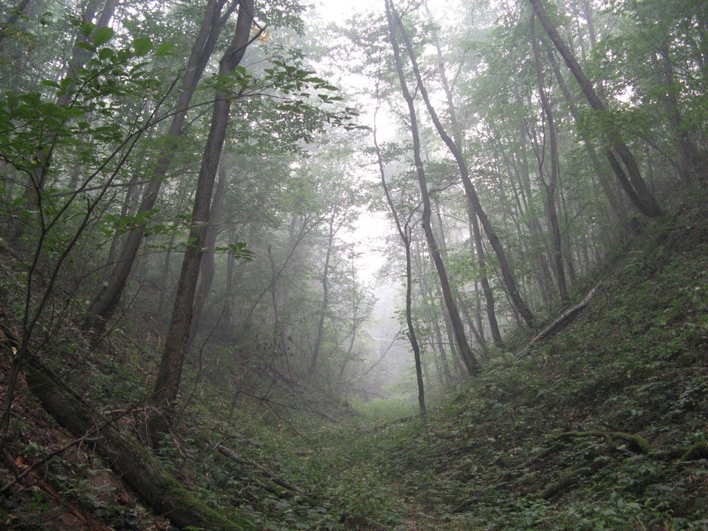 Туманный свет (Foggy light)
