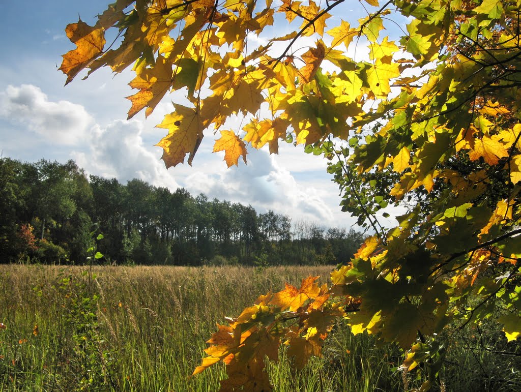 Золотые листья (Golden leaves)