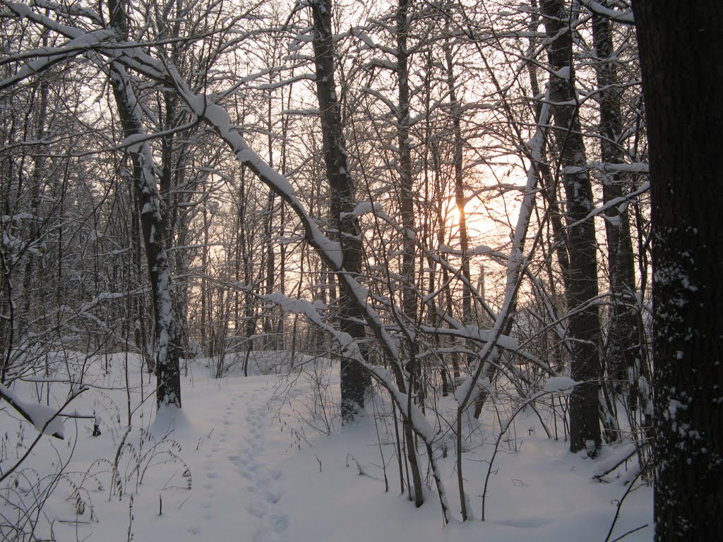 Зимнее Солнце (Winter Sun)