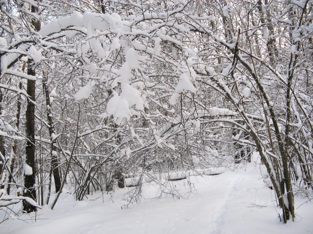 Снежные кружева (Snow laces)