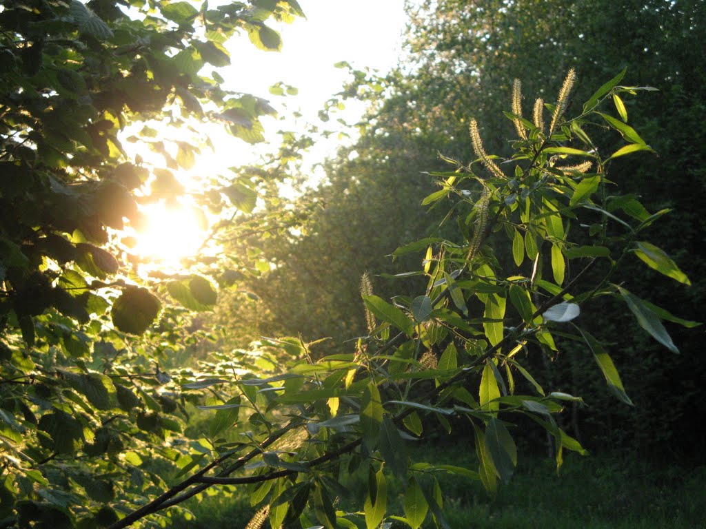 Вечерний свет (Evening light)