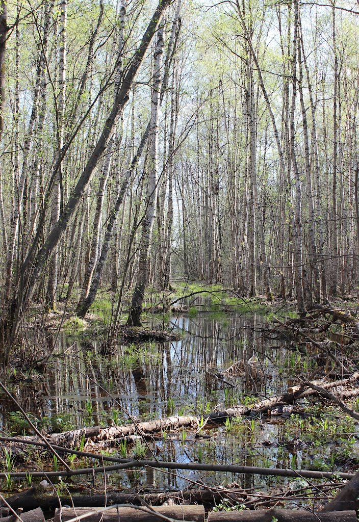 Весенний лес (Spring wood)