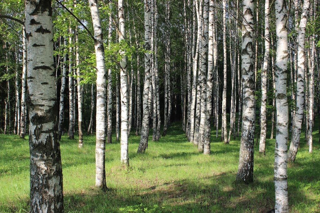 Вечер среди берёз (Evening among the birches)