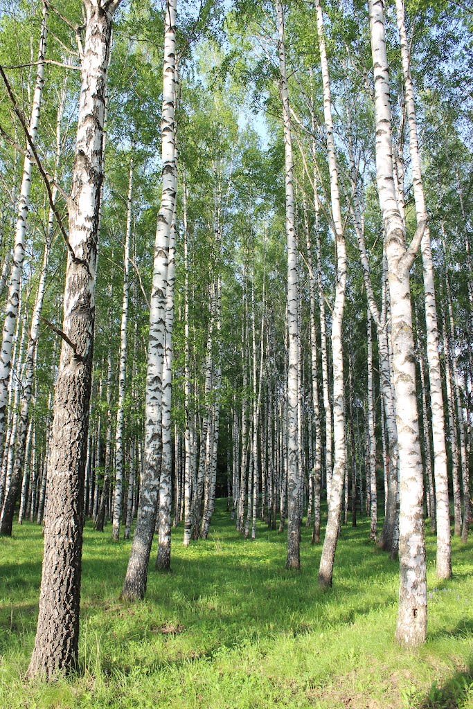 Берёзовая роща (A birchwood)