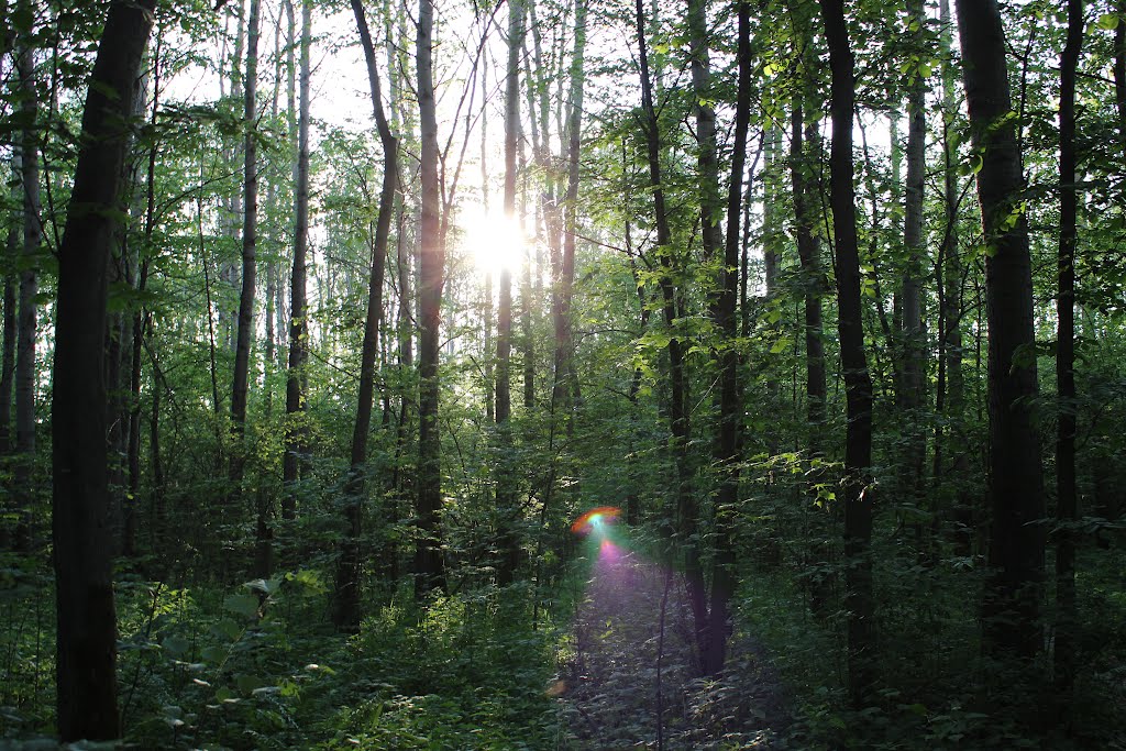 Вечер в лесу (Evening in the wood)