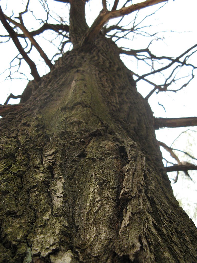 Старое дерево (Old tree)
