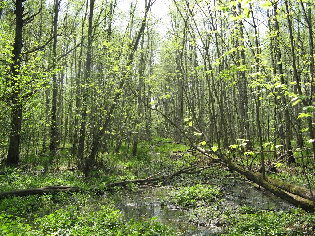 Солнечная весна (Solar spring)