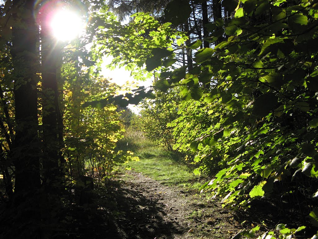 Путь к свету! (The path to the light! )