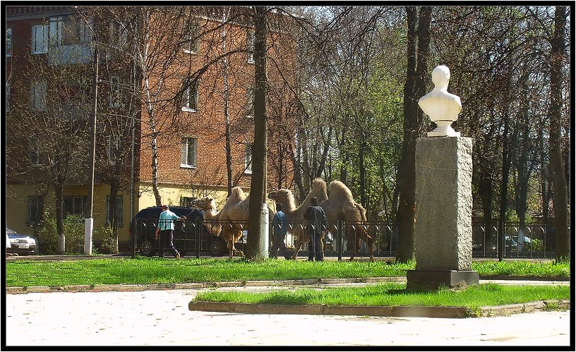Верблюды в городе!