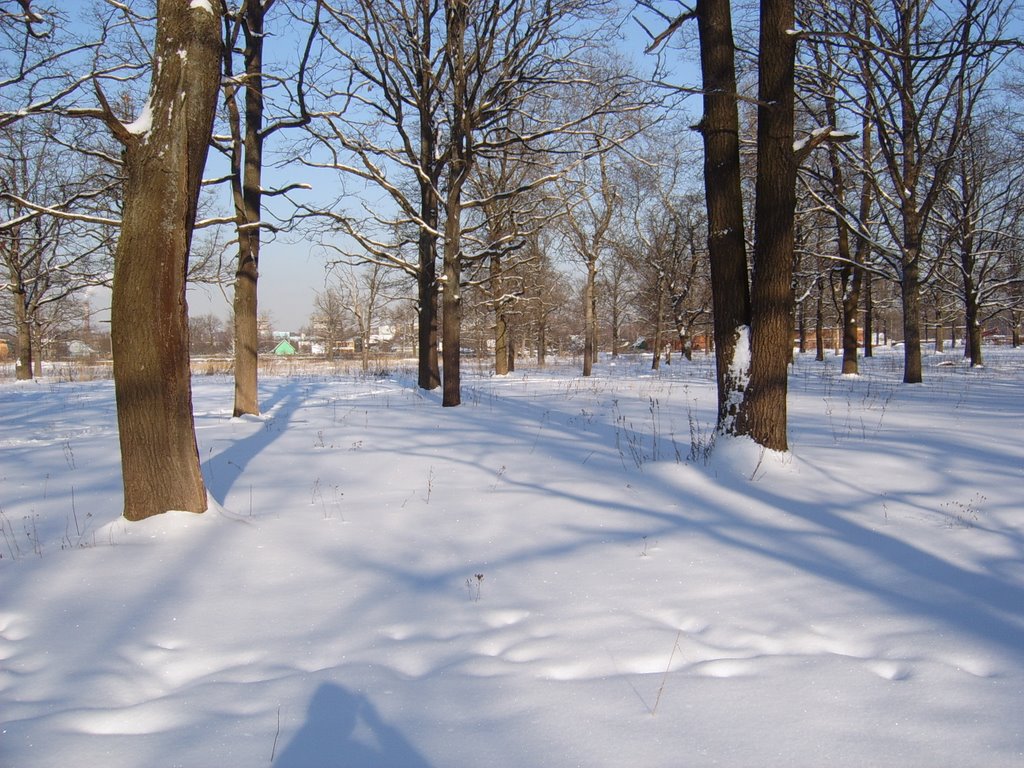 Зимний лес. Дубки.