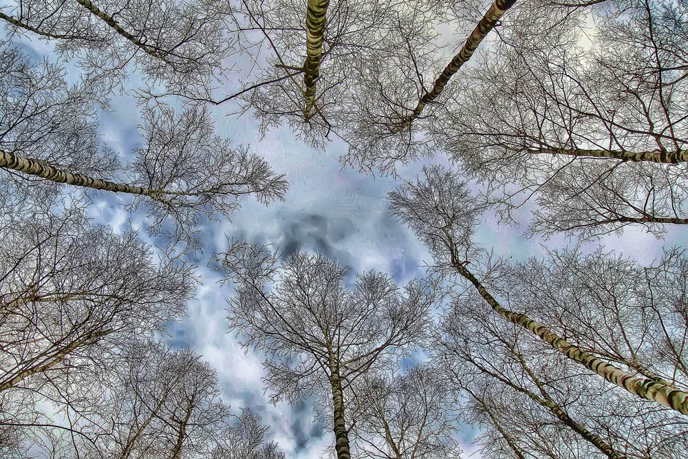 birch in the clouds