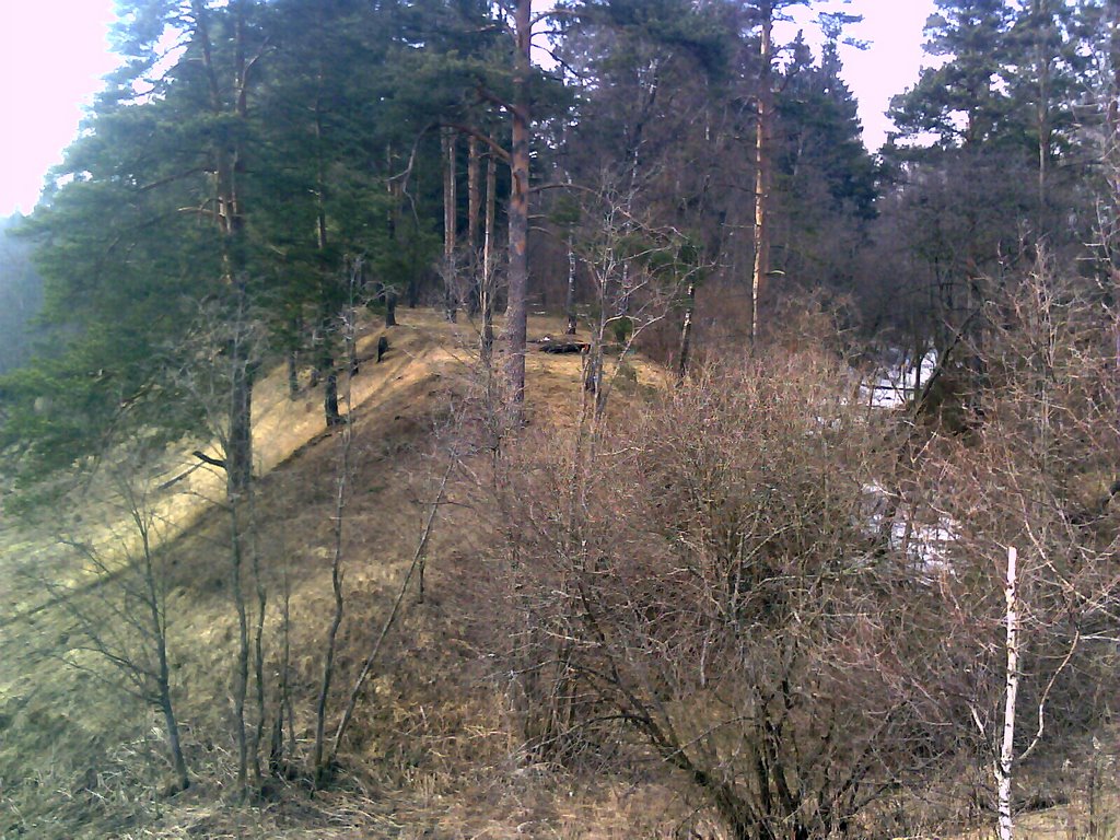 Лес 1