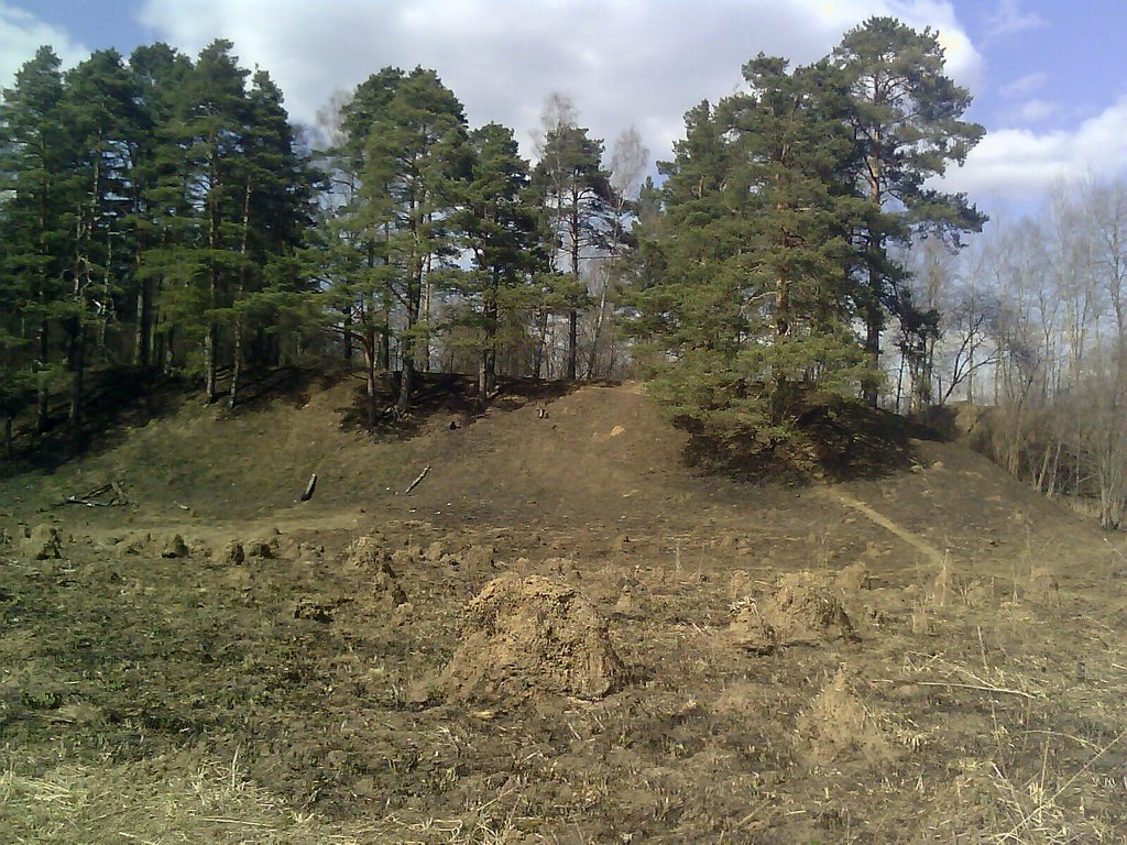 Лес 3