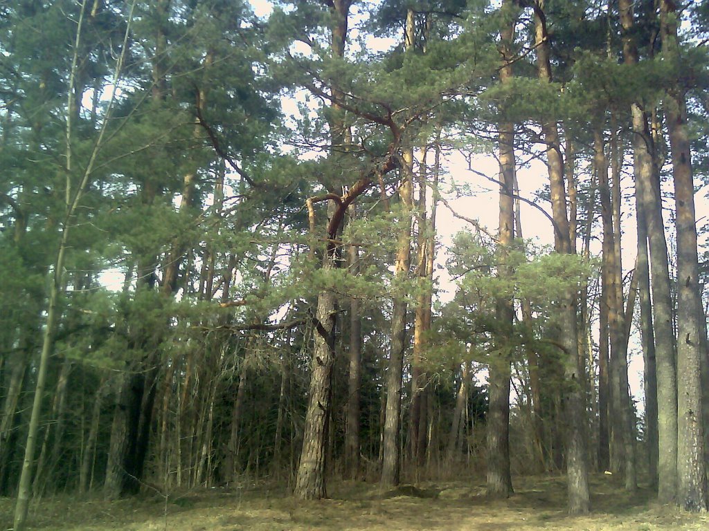 Лес 5